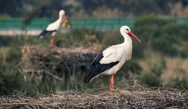 Прикмети про лелек: коли чекати щастя, а коли — біди — Закарпаття