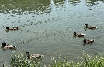 Яку погоду прогнозують синоптики на Закарпатті 27 червня — Ужгород