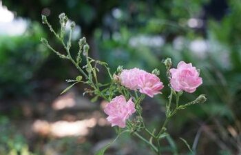 Яку погоду прогнозують синоптики на Закарпатті 30 червня — Ужгород