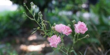 Яку погоду прогнозують синоптики на Закарпатті 30 червня — Ужгород