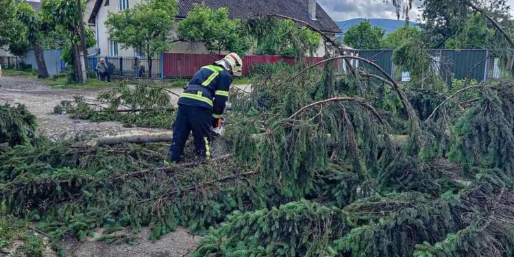 Через негоду в двох районах Закарпаття впали 6 дерев (ФОТО)