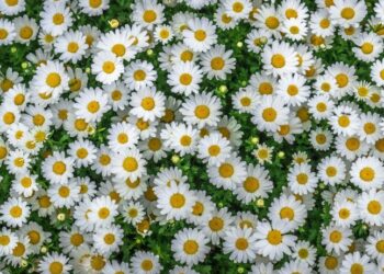 Сильна спека чи літні грози — прогноз погоди на тиждень — Закарпаття