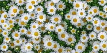 Сильна спека чи літні грози — прогноз погоди на тиждень — Закарпаття