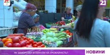 Як заморозки вплинули на урожайність у краї?