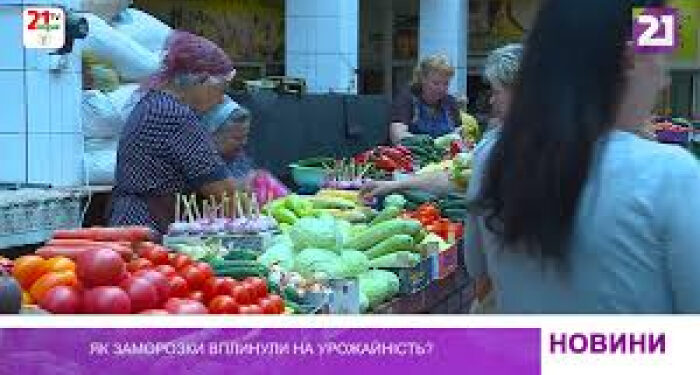 Як заморозки вплинули на урожайність у краї?