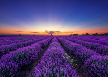 Лавандова Гора в Перечині зацвіла: сезон 2025 року вже відкрито