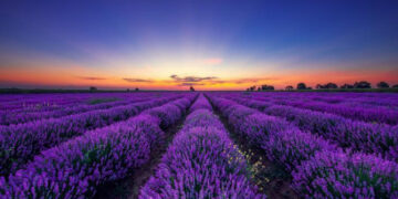 Лавандова Гора в Перечині зацвіла: сезон 2025 року вже відкрито