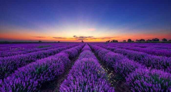 Лавандова Гора в Перечині зацвіла: сезон 2025 року вже відкрито