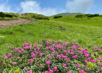 Мить, яку варто побачити: в горах Закарпаття квітне червона рута