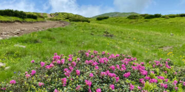 Мить, яку варто побачити: в горах Закарпаття квітне червона рута