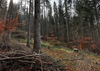 На Рахівщині ДБР повідомило про підозру лісничому за вирубку дерев в заповіднику на понад 3,3 млн грн
