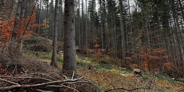 На Рахівщині ДБР повідомило про підозру лісничому за вирубку дерев в заповіднику на понад 3,3 млн грн