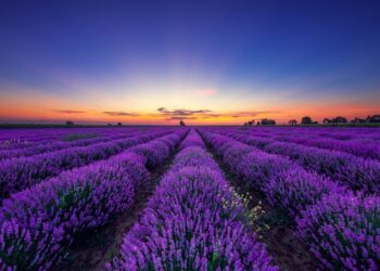 На Закарпатті відкривається сезон “Лавандової гори”: 8 гектарів фіолетової краси чекають на гостей (ВІДЕО) –