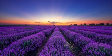 На Закарпатті відкривається сезон “Лавандової гори”: 8 гектарів фіолетової краси чекають на гостей (ВІДЕО) –