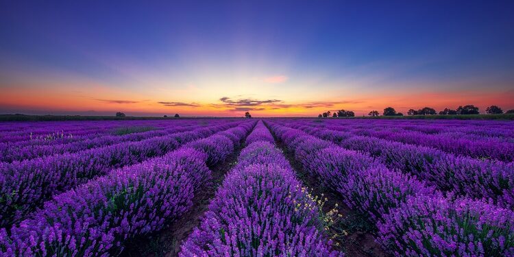 На Закарпатті відкривається сезон “Лавандової гори”: 8 гектарів фіолетової краси чекають на гостей (ВІДЕО) –
