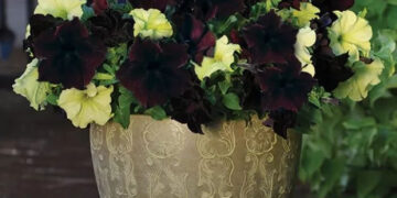 Петунії: яскраві квіти для вашого саду