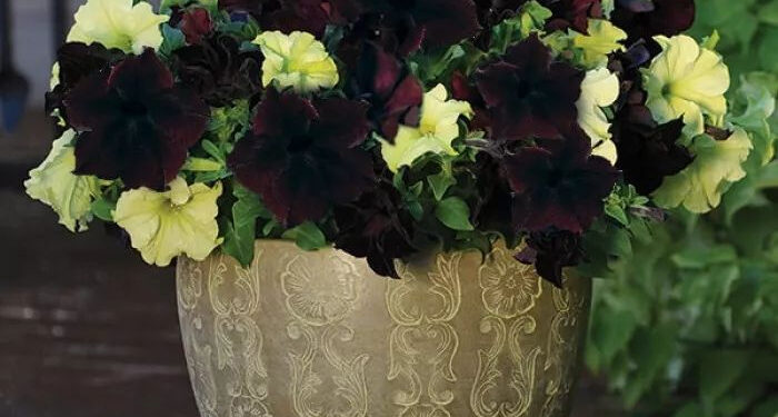 Петунії: яскраві квіти для вашого саду