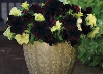 Петунії: яскраві квіти для вашого саду