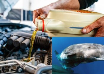 Секрет 1970-х: чому в трансмісійну рідину раніше додавали сперматозоїдну олію кашалотів – Автоновини