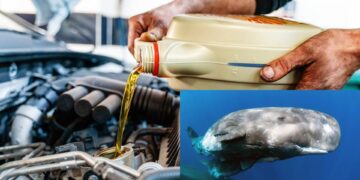 Секрет 1970-х: чому в трансмісійну рідину раніше додавали сперматозоїдну олію кашалотів – Автоновини