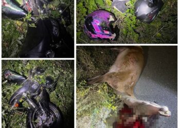 Серйозна аварія під Ужгородом: мотоцикл розірвало навпіл після удару об оленя –