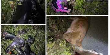 Серйозна аварія під Ужгородом: мотоцикл розірвало навпіл після удару об оленя –