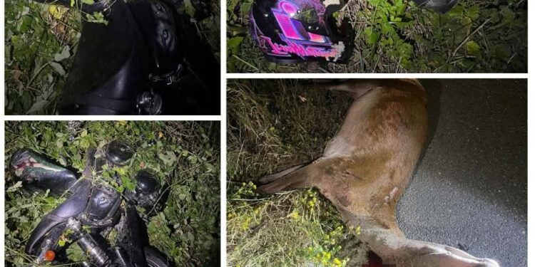 Серйозна аварія під Ужгородом: мотоцикл розірвало навпіл після удару об оленя –