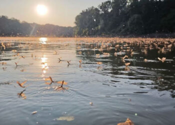 “Танець життя та смерті”: на річці Тиса можна було спостерігати унікальне природне явище