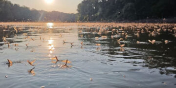 “Танець життя та смерті”: на річці Тиса можна було спостерігати унікальне природне явище