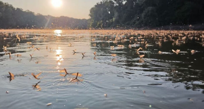 “Танець життя та смерті”: на річці Тиса можна було спостерігати унікальне природне явище