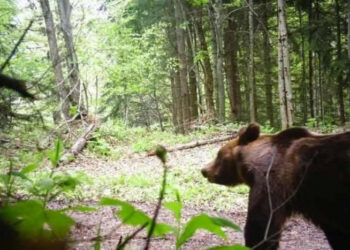 У Карпатах пильнує не лише прикордонна служба