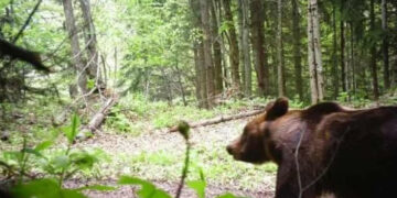 У Карпатах пильнує не лише прикордонна служба