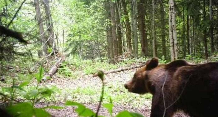 У Карпатах пильнує не лише прикордонна служба