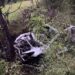 У Вільхівці на Хустщині вночі врізалася у дерево на узбіччі та згоріла Tesla (ФОТО)