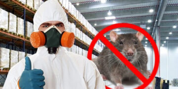 Ужгород готується до дератизації: мешканців просять бути обережними 12-13 червня (ФОТО) –