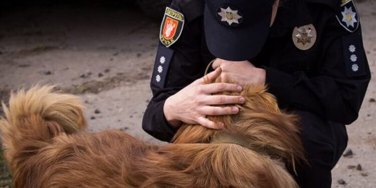 В Україні з початку року відкрили рекордну кількість проваджень щодо жорстокого поводження із тваринами – Opendatabot