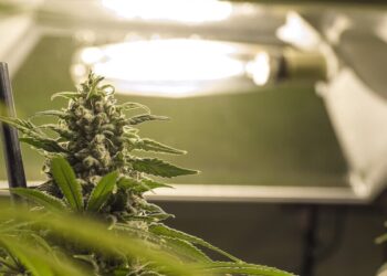 В Україну вперше дозволили імпортувати медичний канабіс – Держлікслужба