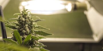 В Україну вперше дозволили імпортувати медичний канабіс – Держлікслужба