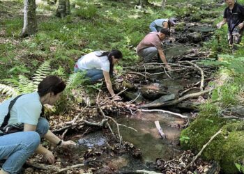 Закарпаття продовжує зариблення річок фореллю: понад 34 тисячі мальків випущено у водойми –