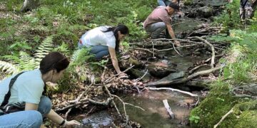 Закарпаття продовжує зариблення річок фореллю: понад 34 тисячі мальків випущено у водойми –