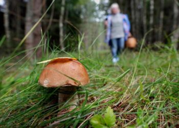 Жінка збирала гриби і натрапила на неочікувану знахідку — Закарпаття