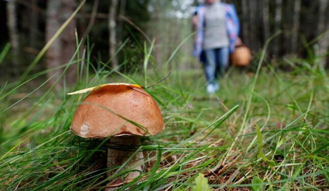 Жінка збирала гриби і натрапила на неочікувану знахідку — Закарпаття