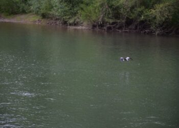 Четверо закарпатців збиралися перепливати Тису, щоб потрапити в Угорщину — Закарпаття
