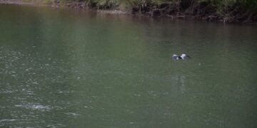 Четверо закарпатців збиралися перепливати Тису, щоб потрапити в Угорщину — Закарпаття