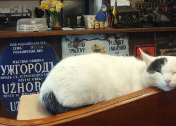 Чотирилапі улюбленці закладів Ужгорода