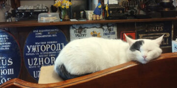 Чотирилапі улюбленці закладів Ужгорода