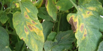 Держпродспоживслужба попереджає про ризик поширення на Закарпатті хвороб овочевих культур через рясні дощі