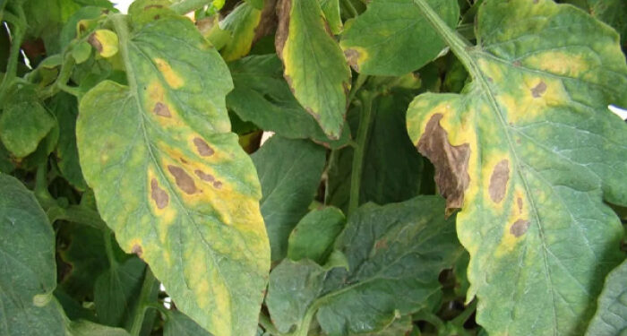 Держпродспоживслужба попереджає про ризик поширення на Закарпатті хвороб овочевих культур через рясні дощі