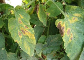 Держпродспоживслужба попереджає про ризик поширення на Закарпатті хвороб овочевих культур через рясні дощі