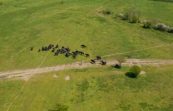 На Закарпатті вперше відбудеться забіг пасовищами буйволів — Milk Run 2025 — Ужгород